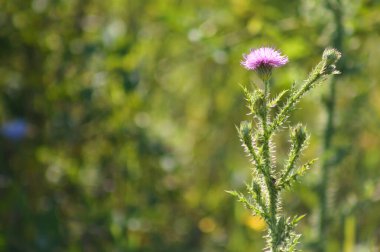 Arka planda yeşil bulanık bitkiler olan dikensiz devedikeni çiçeğinin yakın çekimi