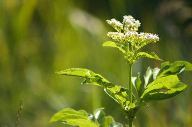 Close-up of dwarf elder inflorescence with green blurred plants on background clipart