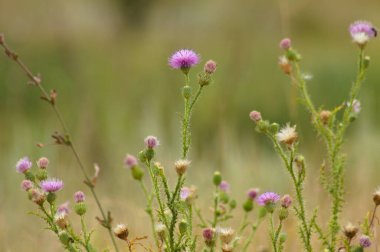 Arka planda yeşil bulanık bitkiler olan dikensiz devedikeni çiçeklerine yakın çekim