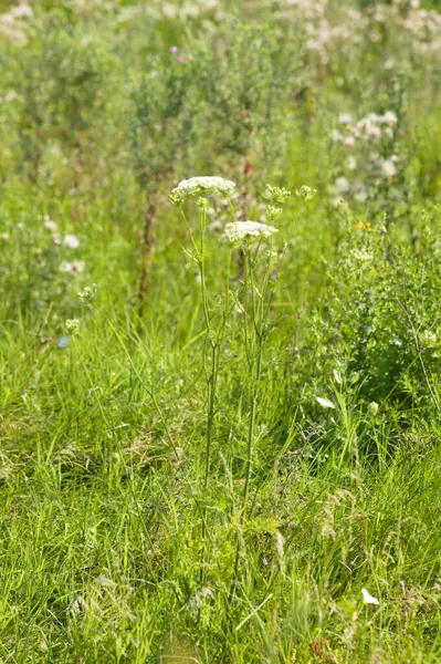 Ön planda seçici odaklı ortak kiriş çiçeklerinin yakın plan görüntüsü