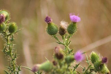 Boğa devedikeni çiçekleri ve bulanık arkaplanlı kabarık tohumlar.