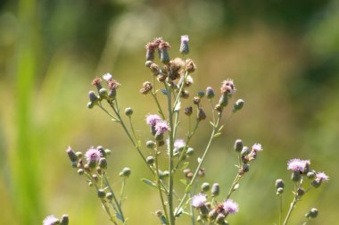 Bulanık arka planda sürünen devedikeni çiçekleri ve tohumları yakından çek