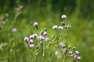 Yeşil bulanık arkaplan ile sürünen devedikeni çiçeklerine yakın plan