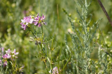 Önplanda seçici bir odak noktası olan Crownvetch çiçeklerine yakın plan