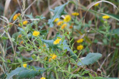 Önplanda seçici bir odak noktası olan sıradan pire çiçeklerine yakın çekim