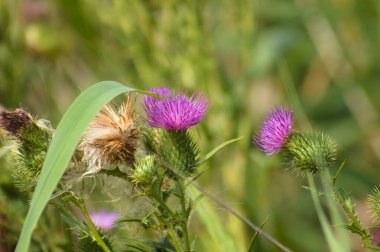 Arka planda canlı yeşil buğulanmış bitkilerle boğa devedikeni çiçeği ve tohumlarının yakın çekimi