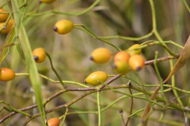 Ön planda seçici bir odak noktası olan dallara köpek gül tohumları yakın plan
