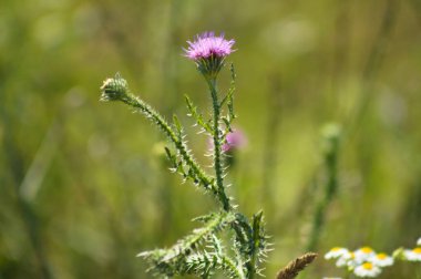 Yeşil bulanık arkaplanı olan dikensiz devedikeni çiçeğine yakın plan