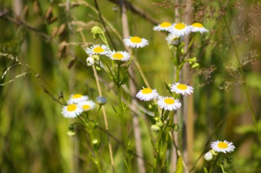 Arka planda yeşil bulanık bitkiler olan yıllık pire çiçeklerine yakın çekim