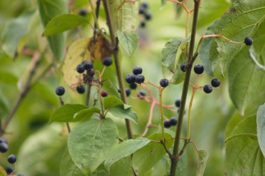 Ön planda seçici bir odak noktası olan dallardaki siyah kızılcık ağaçlarının yakın plan görüntüleri