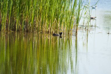 Dalgalanan göl ve yüzen kuş üzerinde yansımaları olan yeşil sazlığa yakın çekim