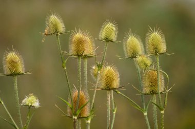 Yeşil bulanık arkaplanlı yeşil çaydanlık tohumlarına yakın çekim