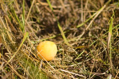 Sarı vişneli meyvelerin ön planda seçici bir odak noktası olan çimlere yakın plan.