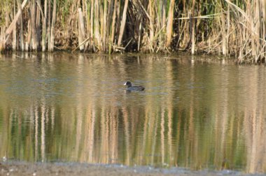 Dalgalanan göle yakın çekim, üzerinde bir kuş yüzüyor.
