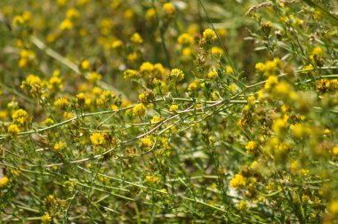 Önplanda seçici bir odak noktası olan sarı sazçiçeğinin yakın çekimi
