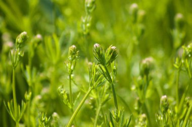 Yeşil balta tomurcuklarına yakın plan yeşil bulanık arkaplan