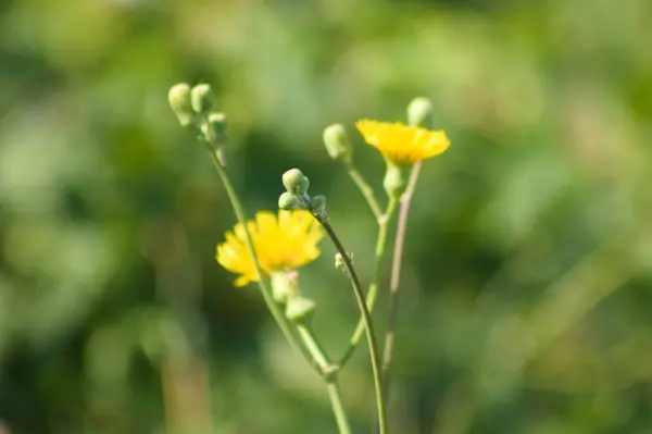 Sarı çayır çiçeğinin ön planda seçici bir odak noktası var.