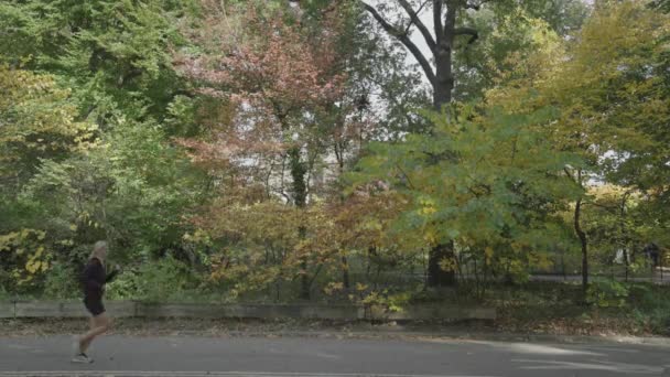 Central Park Fall Foliage People Walking Biking Jogging Morning Manhattan — Stock Video