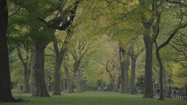 Fall Foliage Colors Central Park Mall Literary Walk Manhattan New — стокове відео