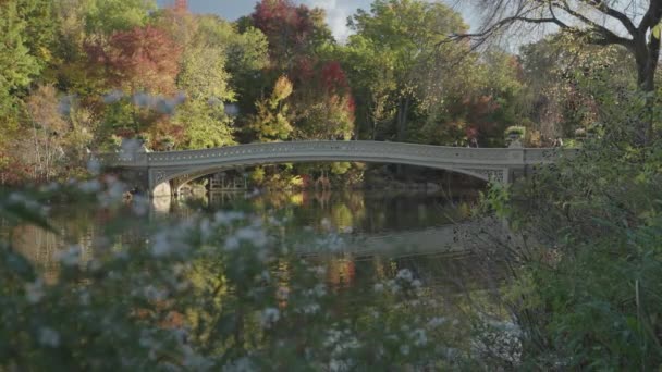 Bow Bridge Central Park Fall Foliage Manhattan New York City — Stock video