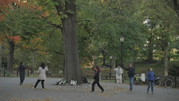 Energy Bagua Asian Chinese People Circling Tree Central Park Morning — Αρχείο Βίντεο