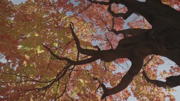 秋の紅葉は10月にニューヨーク市で美しい鮮やかな色を残します — ストック動画