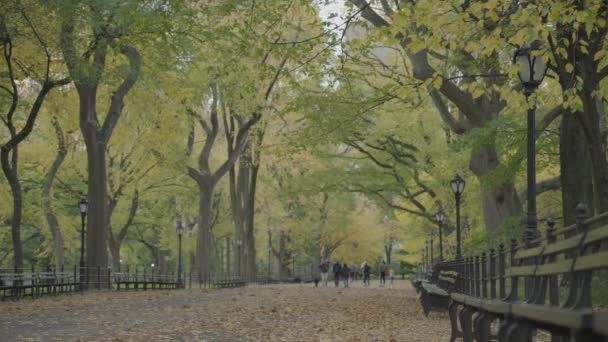 Fall Foliage Colors Central Park Mall Literary Walk Manhattan New — Stockvideo