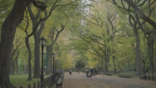 Colores Follaje Otoñal Central Park Centro Comercial Paseo Literario Manhattan — Vídeo de stock