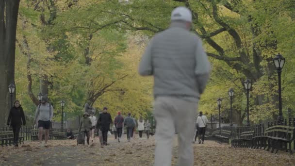 Őszi Lombozat Színek Central Parkban Mall Literary Walk Manhattan New — Stock videók