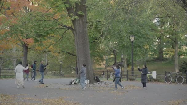 Energy Bagua Asian Chinese People Circling Tree Central Park Morning — Vídeos de Stock