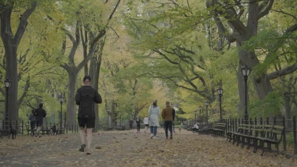Laubfärbung Central Park Mall Literary Walk Manhattan New York City — Stockvideo
