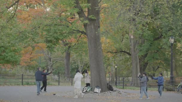 Energy Bagua Asian Chinese People Circling Tree Central Park Morning — Αρχείο Βίντεο