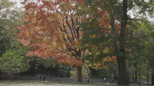 Hoja Otoño Deja Hermosos Colores Vibrantes Ciudad Nueva York Octubre — Vídeos de Stock