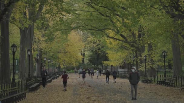 Цвета Осенней Листвы Центральном Парке Mall Literary Walk Manhattan New — стоковое видео