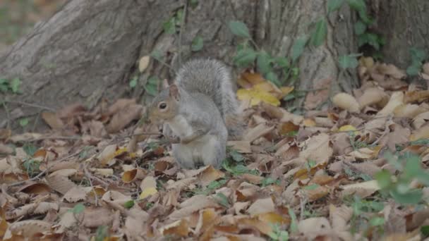 Esquilo Central Park Manhattan Nova York Eua Durante Outono — Vídeo de Stock