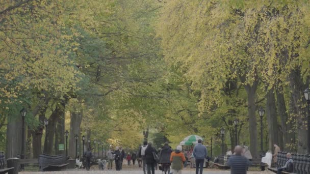 Fall Foliage Colors Central Park Mall Literary Walk Manhattan New — Stock Video