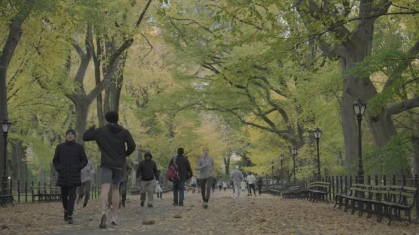 Fall Foliage Colors Central Park Mall Literary Walk Manhattan Nova — Vídeo de Stock