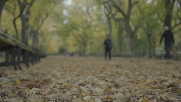 Fall Foliage Colors Central Park Mall Literary Walk Manhattan Nova — Vídeo de Stock