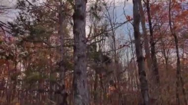 Güzel Sonbahar Sonbaharı 'nda Yolda Sürülen Ağaçlar Arkansas Manzarası' ndan Kalkıyor