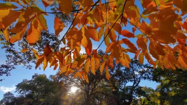 Hand Wedelt Über Herbstblätter Schöne Lebendige Farben Und Morgensonne Langsamer — Stockvideo