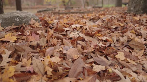 秋の紅葉のピーク 地上の木々から秋の葉 葉の変化鮮やかな色 — ストック動画