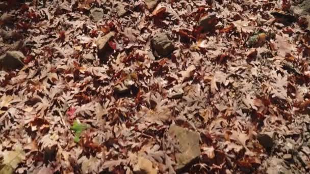 Herbst Laub Peak Fallende Herbstblätter Von Bäumen Auf Dem Boden — Stockvideo