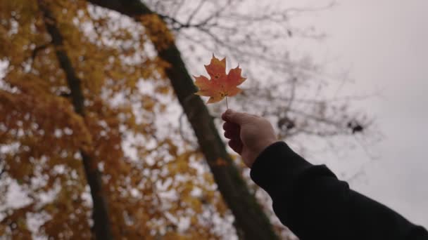 黒いジャケットを着た認識できない男が秋の色を保持背景に木で空気中にカエデの葉スローモーション — ストック動画