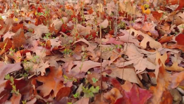 Fall Foliage Peak Outono Queda Folhas Árvores Chão Folha Mudando — Vídeo de Stock