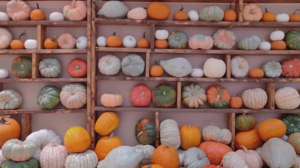 Cute Pumpkin Pumpkins Wyświetlacz Halloween — Wideo stockowe