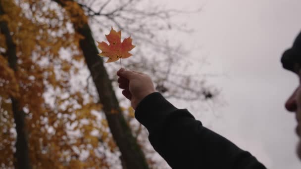Unrecognizable Man Black Jacket Holding Autumn Fall Colors Maple Leaf — Stock Video