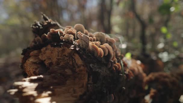 Mushroom Conks Grow Trunk Tree Sign Rot — Stock Video