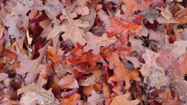 Fall Foliage Peak Padající Podzimní Listí Stromů Zemi Měnící Zářivé — Stock video