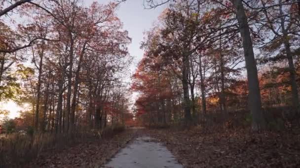 秋の紅葉のピーク 地上の木々から秋の葉 葉の変化鮮やかな色 — ストック動画