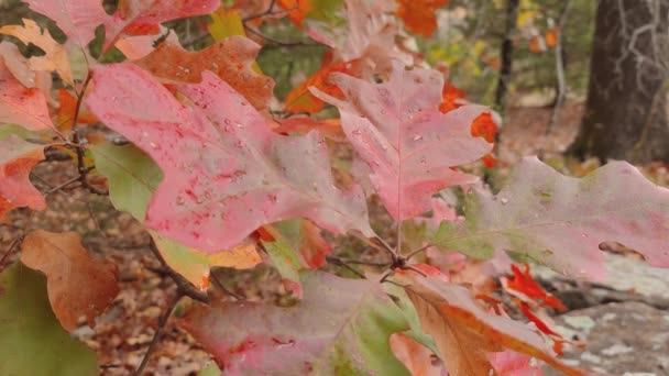 Fall Foliage Peak Fallande Höstlöv Från Träd Marken Blad Ändrar — Stockvideo